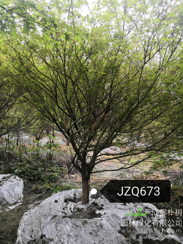 鸡爪槭11公分1700元，鸡爪槭产地在哪儿？