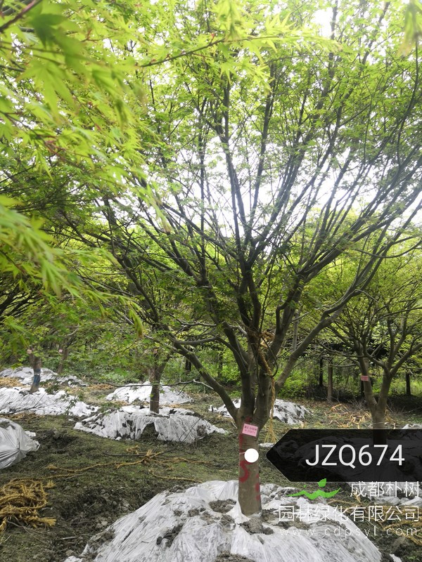 1200元-10公分鸡爪槭价格，10公分鸡爪槭产地在哪儿？