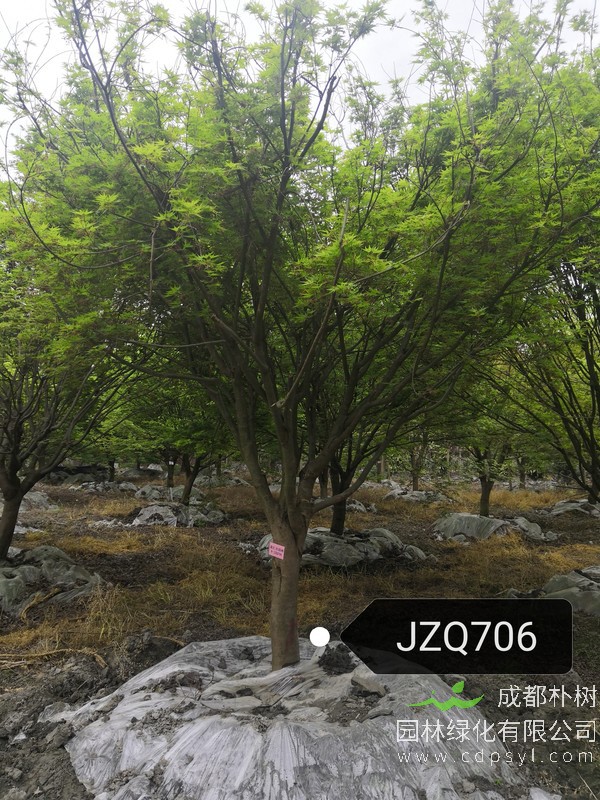 7公分鸡爪槭价格