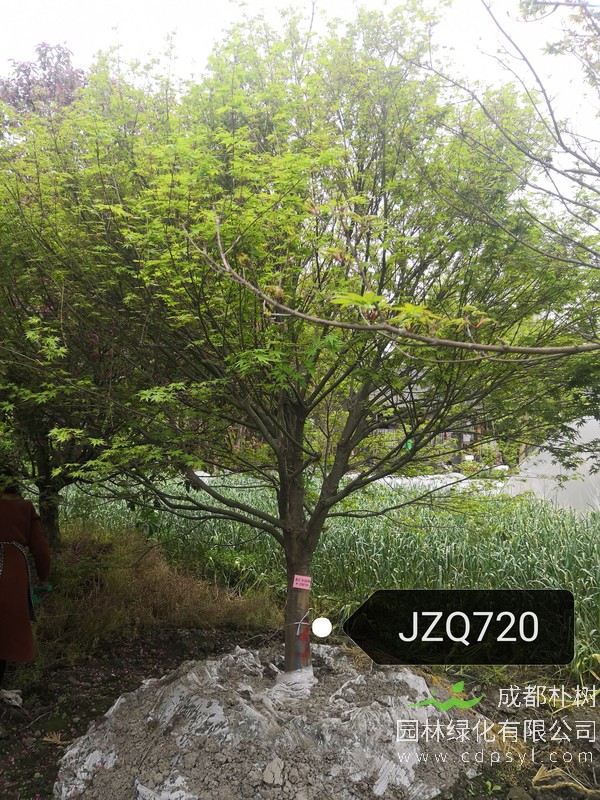 7公分鸡爪槭价格