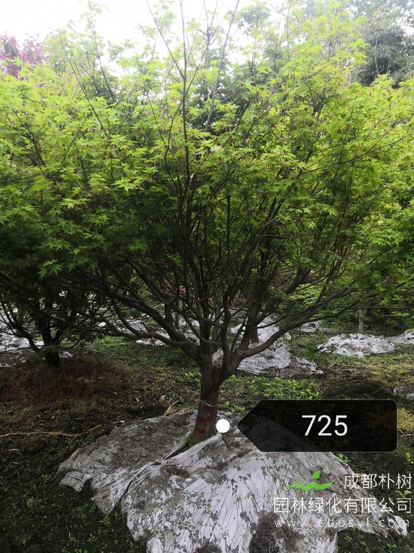 胸径9厘米的鸡爪槭的价格, 鸡爪槭产地在哪儿？