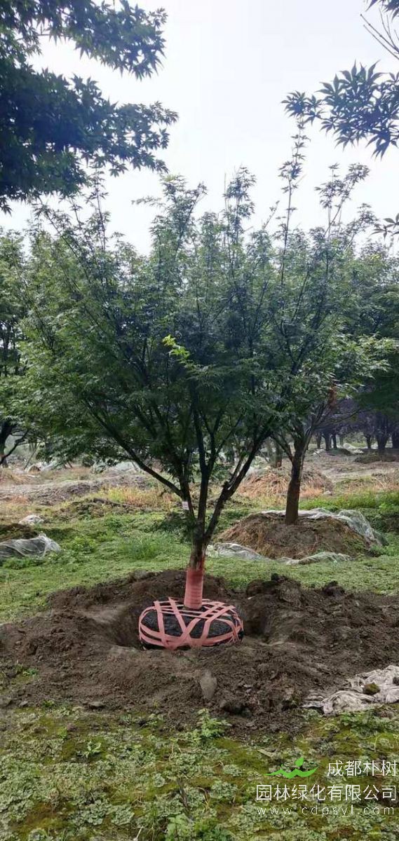 胸径18公分鸡爪槭多少钱，15000元，成都鸡爪槭产地在哪儿？