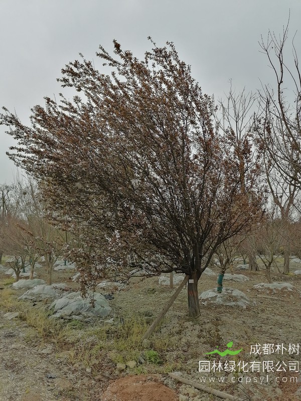 10cm红叶李价格是多少？10cm红叶李哪儿有卖？