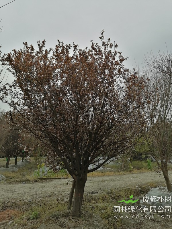 红叶李现在什么价格？今年红叶李什么价格？