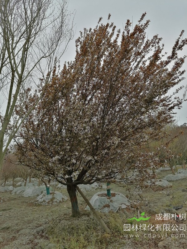 米径20公分红叶李价格8800元，成都朴树园林米径20公分红叶李价格是多少
