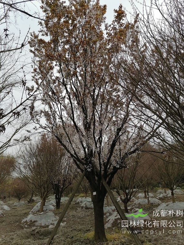 四川红叶李价格是多少？四川红叶李行情怎么样？