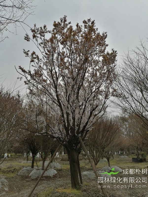 直径10公分红叶李价格是多少？