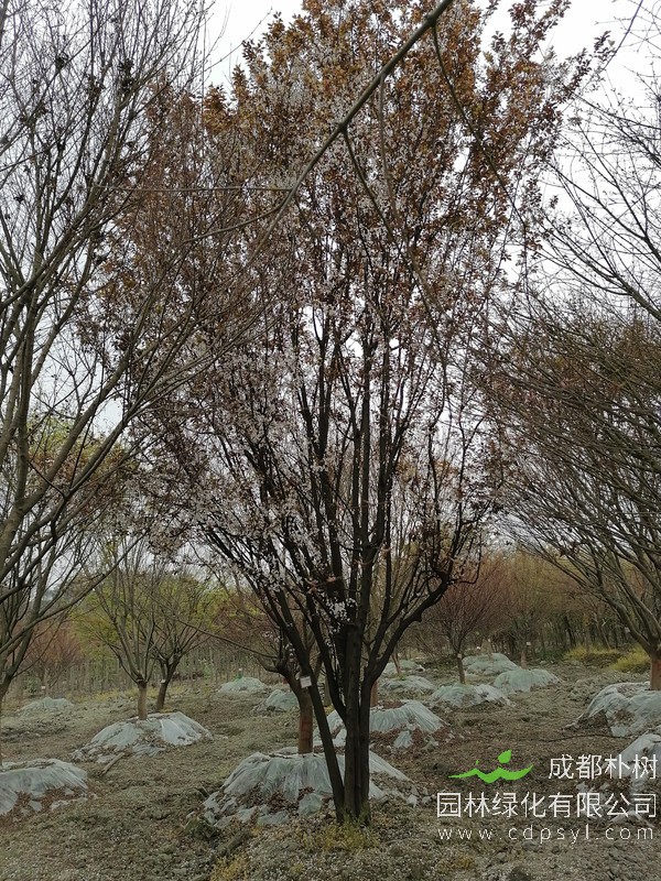 7一8公分红叶李价格，红叶李价格表