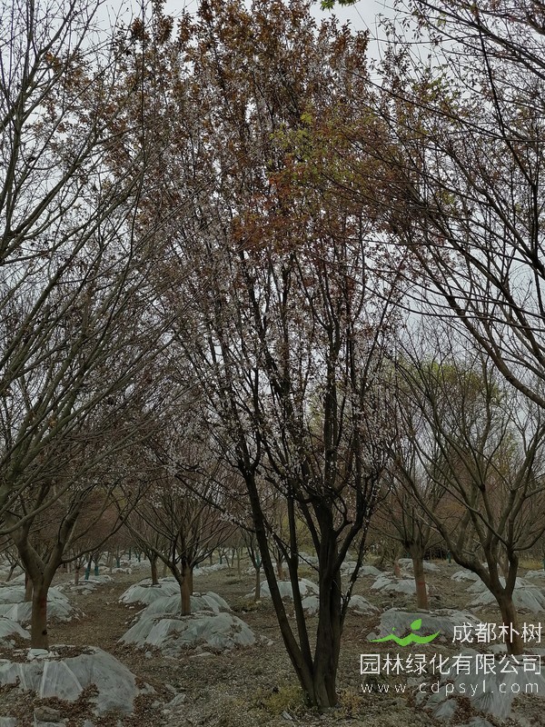 丛生低分枝红叶李价格表，丛生低分枝红叶李怎么卖？