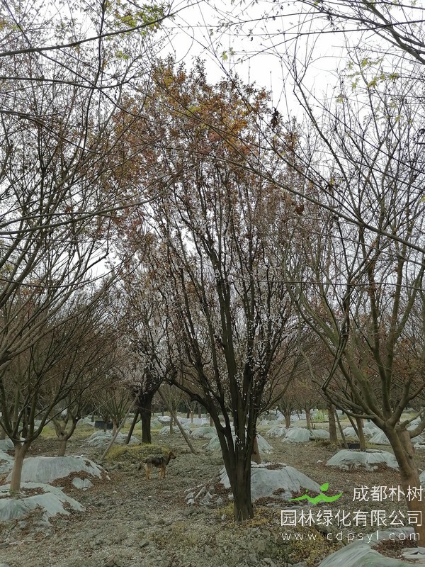 红叶李10公分多少钱，10公分红叶李产地在哪儿？