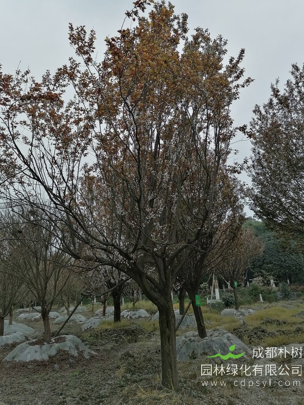 11公分红叶李多少钱，红叶李11公分产地在哪儿？