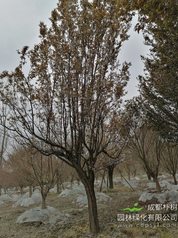 红叶李12公分多少钱,红叶李12公分产地在哪儿?