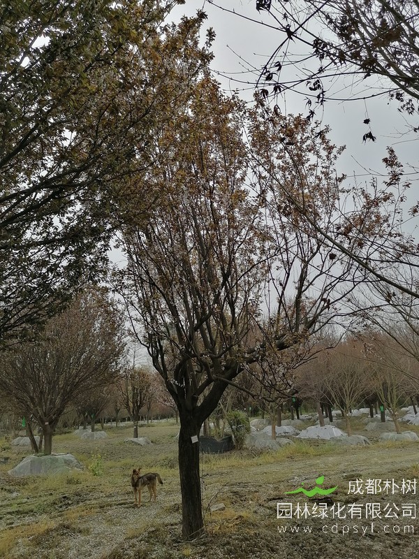 红叶李13公分多少钱，红叶李13公分产地在哪儿？