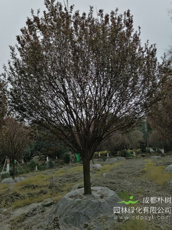 红叶李14公分多少钱，红叶李14公分产地在哪儿？