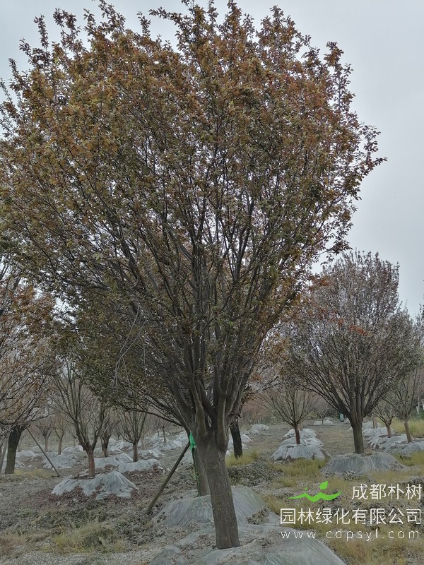 红叶李15公分多少钱,红叶李15公分产地在哪儿?