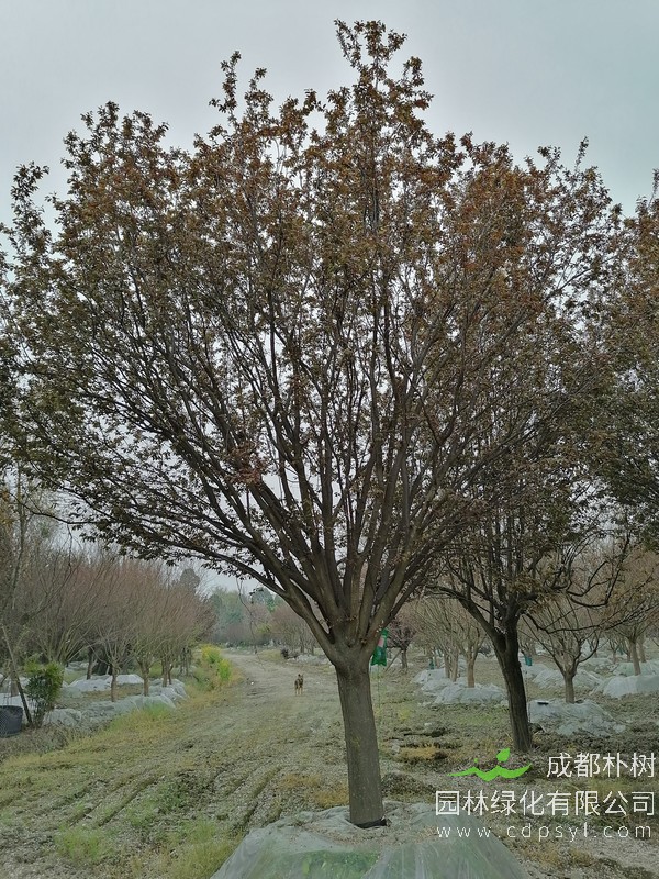 红叶李16公分多少钱，红叶李16公分产地在哪儿？