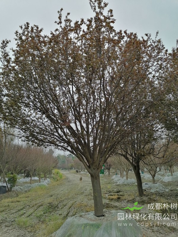 红叶李17公分多少钱，红叶李17公分产地在哪儿？