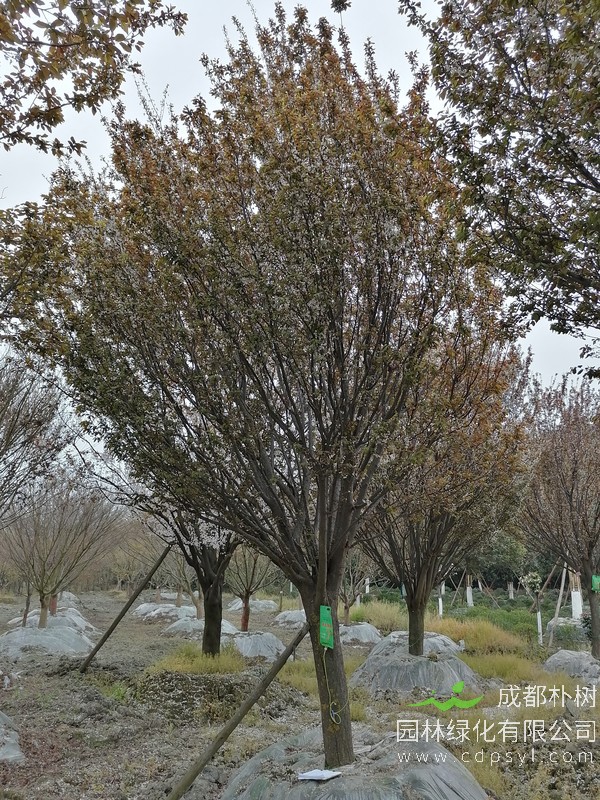 红叶李18公分多少钱，红叶李18公分产地在哪儿？