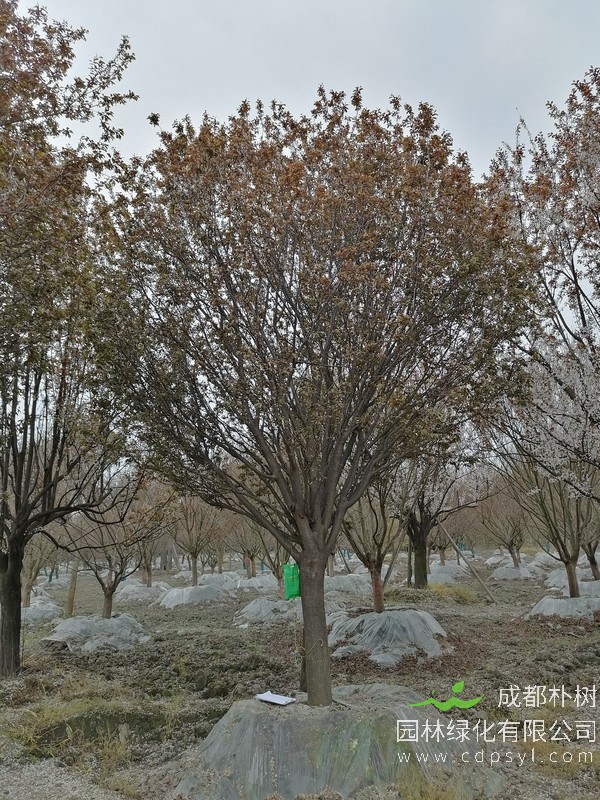 红叶李19公分多少钱，红叶李19公分产地在哪儿？