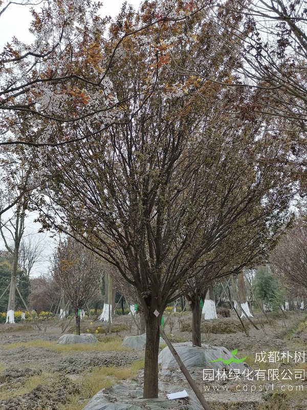 红叶李20公分多少钱，红叶李20公分产地在哪儿？