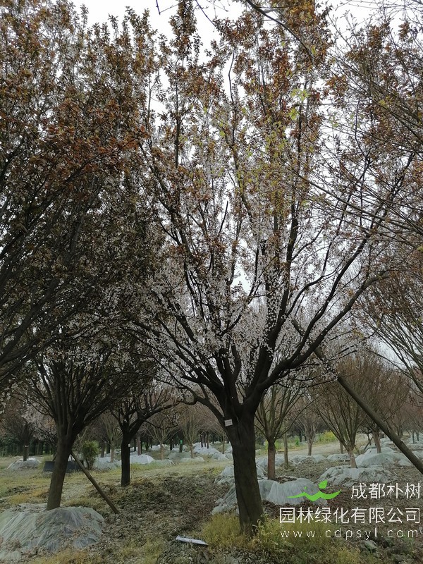 红叶李22公分多少钱，红叶李22公分产地在哪儿？