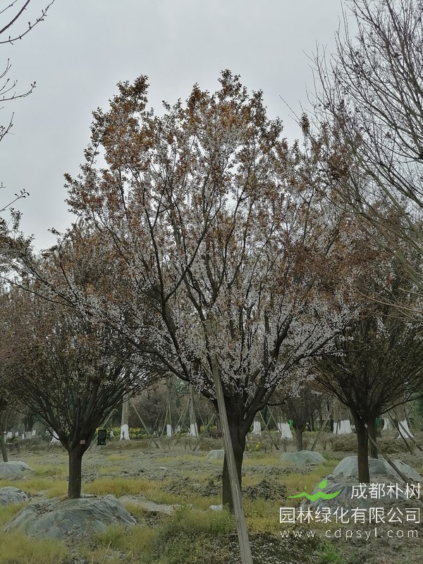 红叶李23公分多少钱，红叶李23公分产地在哪儿？