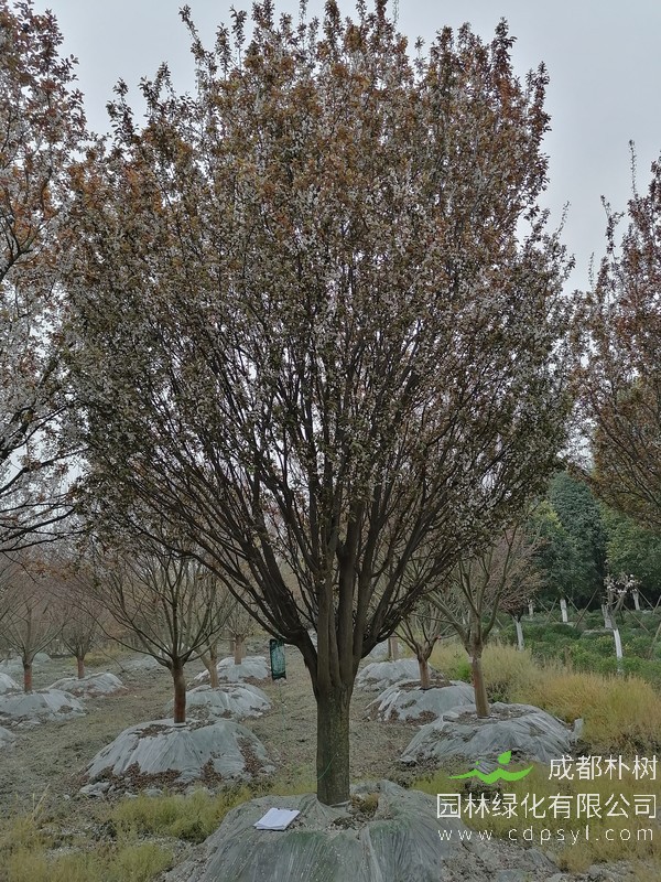 红叶李24公分多少钱，红叶李24公分产地在哪儿？