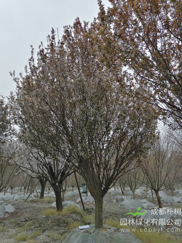 红叶李25公分朴树多少钱，红叶李25公分朴树产地在哪儿？