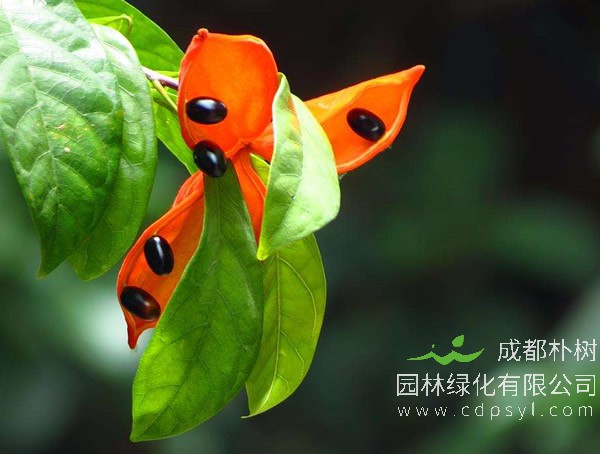 萍婆的价格，萍婆2020年最新行情，萍婆卖多少钱？