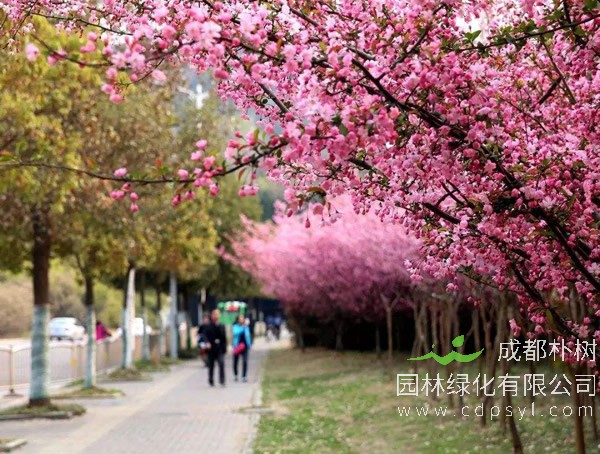 海棠树价格-图片-繁殖方法-园林应用-栽培技术