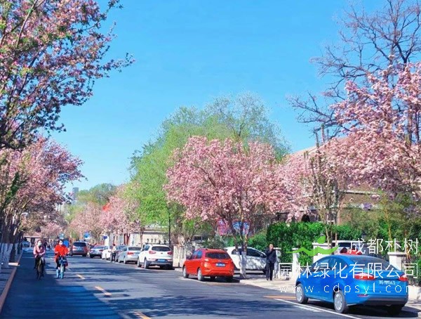 海棠树的种植方法，修剪时间及移栽方法