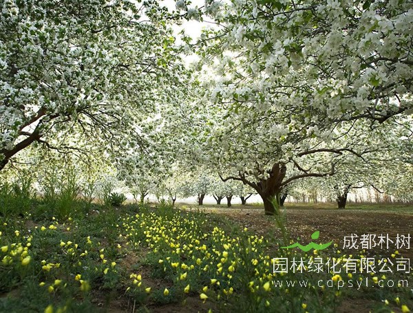 海棠树的种植方法，修剪时间及移栽方法