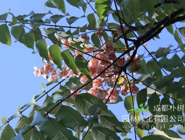 伯乐树价格-伯乐树植物图片-形态特征-价值