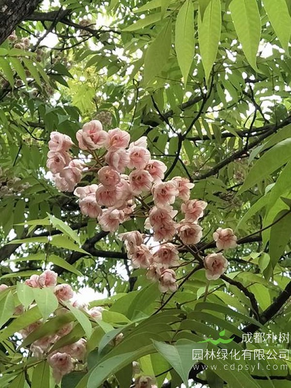 伯乐树是不是被称为活化石 ？