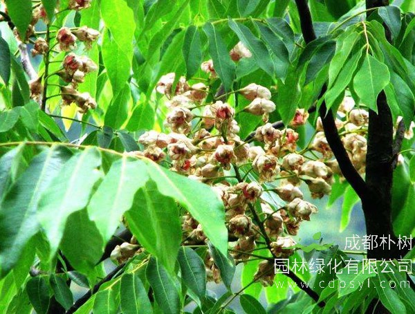 伯乐树可以种在庭院里吗？