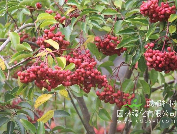 伯乐树价格-植物图片-形态特征-价值