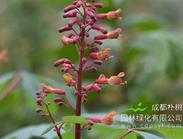 伯乐树是什么？一级保护植物伯乐树的详细资料