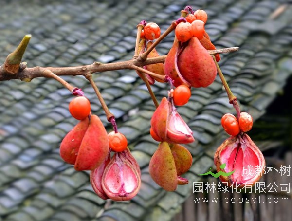 伯乐树的生长特点有哪些？