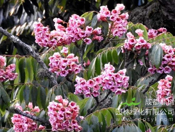 伯乐树价格-伯乐树植物图片-形态特征-价值