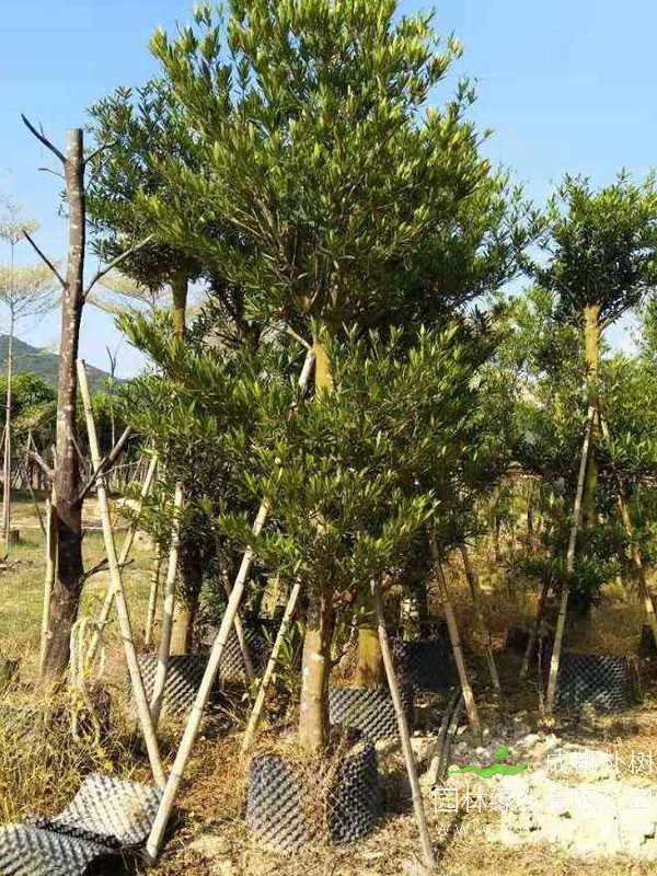 水石榕价格—图片-形态特征-价值