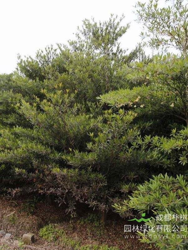 水石榕和杜英怎么区分的？