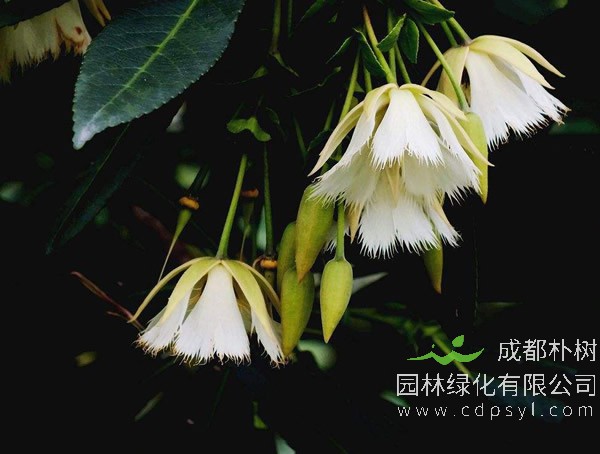 水石榕可以当盆栽养在家里吗？