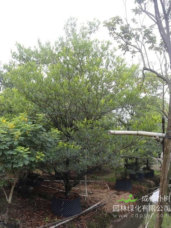 水石榕价格—图片-形态特征-价值