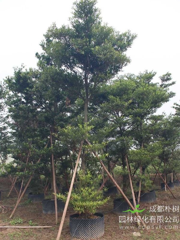 水石榕价格—图片-形态特征-价值