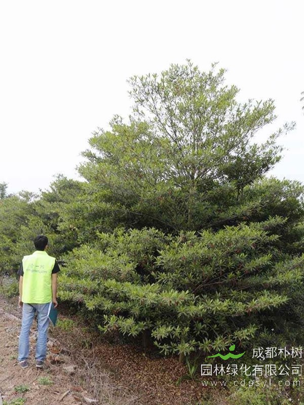 尖叶杜英的花和水石榕的花是不是一样的？