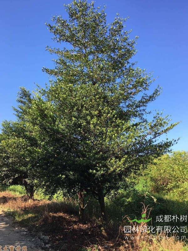 水石榕的果实能食用吗？