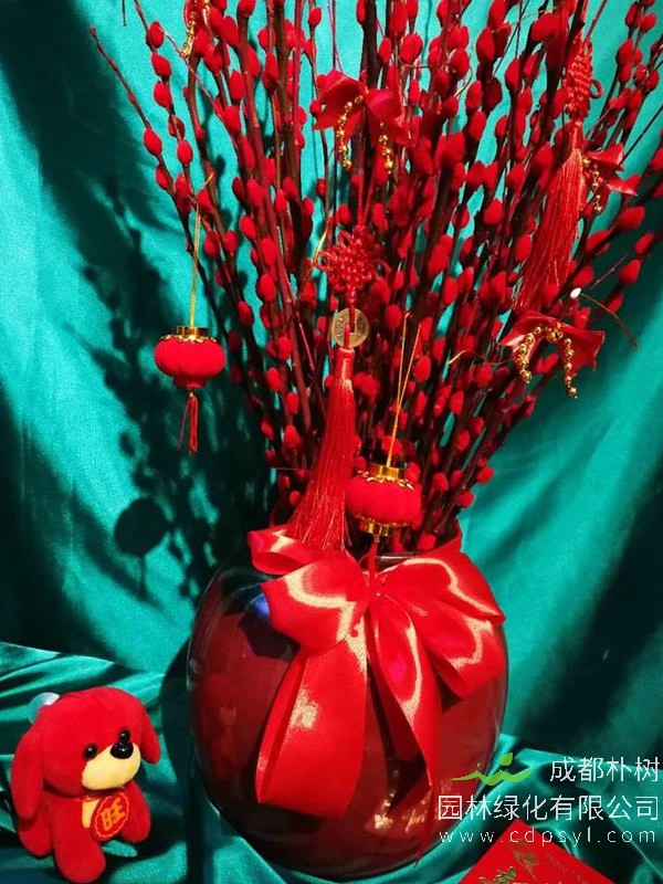 银柳价格-图片-形态特征-生长环境以及主要价值有哪些？