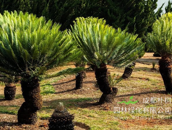苏铁的分布情况，哪儿有苏铁的种植基地？