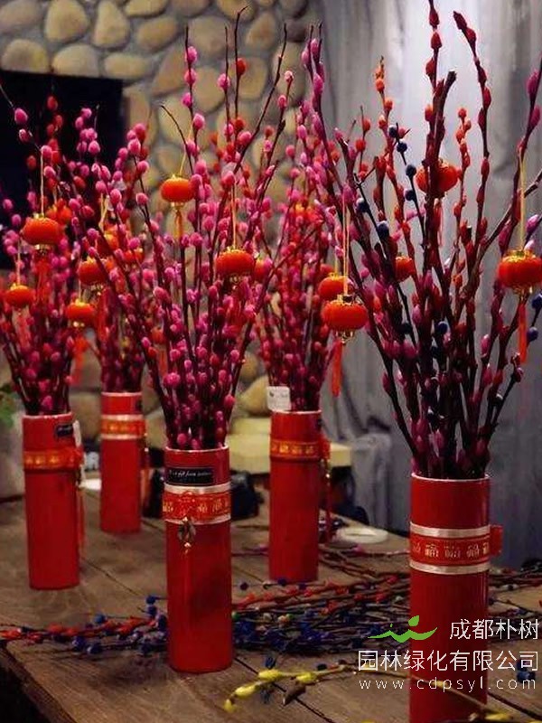 银柳栽培技术和病虫害防治介绍