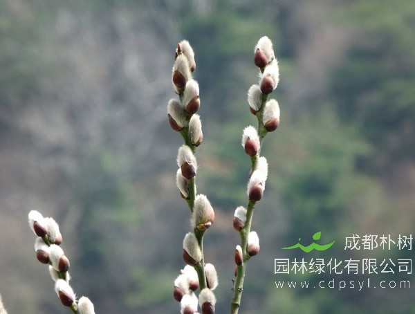 水培银柳注意事项有哪些？